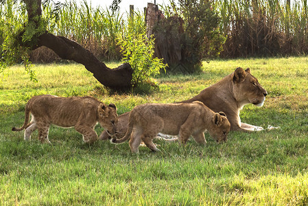 照片拍摄于2015年3月31日南非约翰内斯堡附近的公园狮子中Park图片