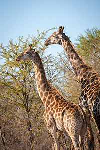 男的和女的长颈鹿图片
