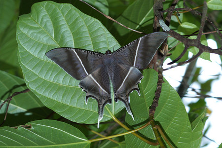 雨林地区的黑蝴蝶图片
