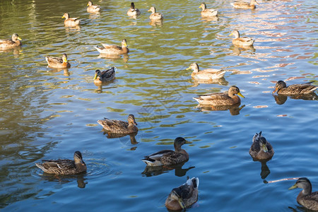 野鸭群聚集在小池塘里游图片