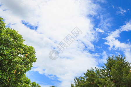 蓝天上的绿树和云彩背景图片
