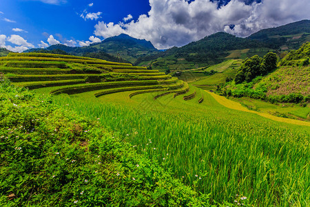 越南美丽的水稻梯田谷图片