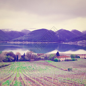 意大利科巴拉湖海岸的葡萄园图片