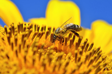 蜜蜂在向日葵花上采集花蜜图片