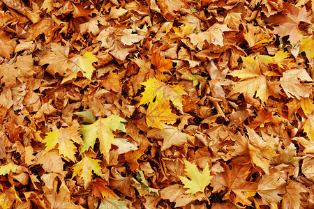 秋天的颜色叶子图片