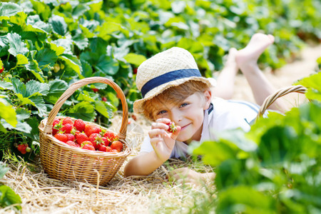 可爱宝宝快乐可爱的男孩在有机生物浆果农场采摘和吃草莓背景