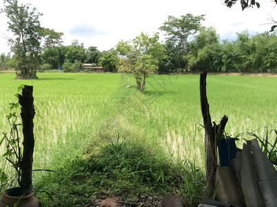 农村的稻田图片