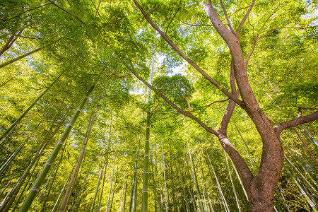 京都岚山旅游区美丽的竹林图片