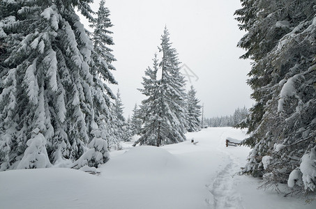 圣诞节的样子雪地里有人行道的冬季景观雪下的冷杉林图片