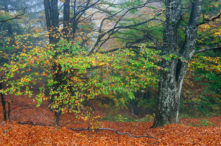 山的秋天山毛榉森林自然之美图片