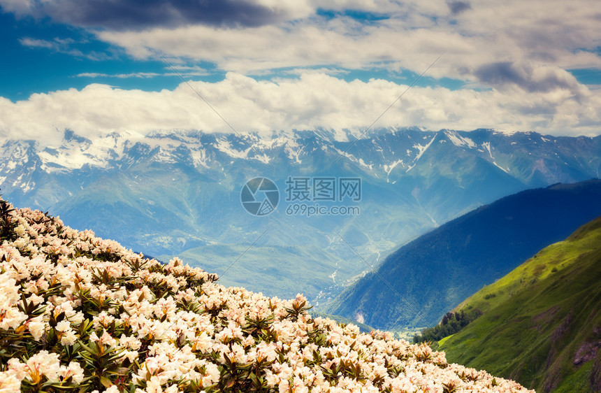 乌什巴山脚下高山草原的风景和花朵图片