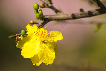 越南黄杏花枝图片