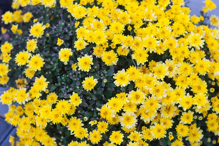 公园花坛里的黄菊花图片
