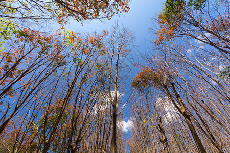 Lanta岛冬季橡胶树种植园动态景象背景图片