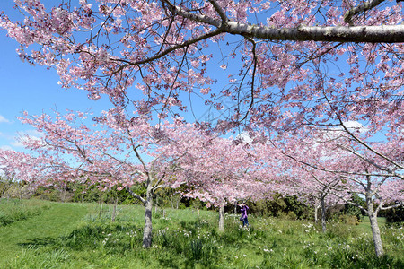 樱桃树果园在春天开花图片