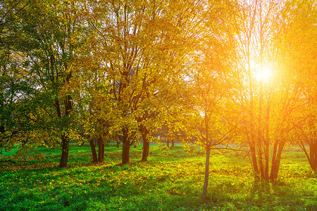 秋天阳光下绿草上带多彩树和落叶的朴园图片