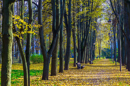 公园落叶中一排树长凳灯和路的秋景图片