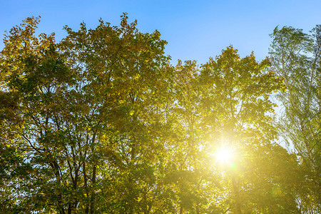 秋天时分枝上艳阳高照的五彩树图片