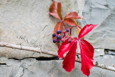 秋初野葡萄红叶比格多图片