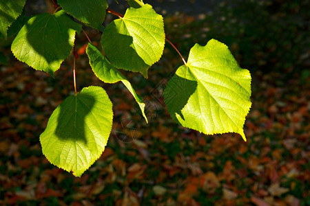 秋天的阳光透过树叶照耀着图片