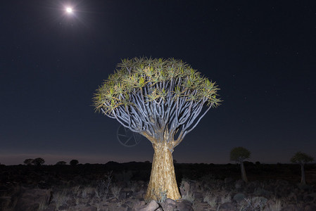 纳米比亚基特曼肖普郊外的Quiver树林夜里满月图片