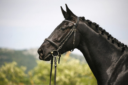 一匹美丽的黑色种马的侧视肖像图片