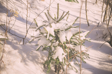 冬季森林中下雪的图片