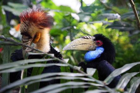 印度尼西亚游乐动物园Bail动物高清图片