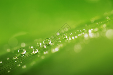 雨滴在绿叶纹理背景图片