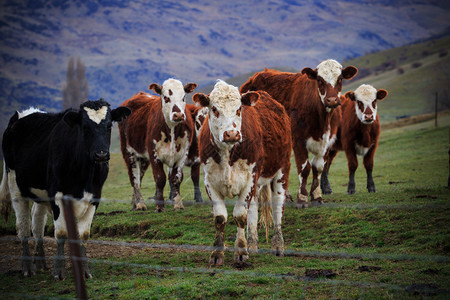 站在畜牧田中寻找相机的牛群在野图片
