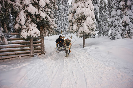 芬兰Ruka的冬季拉普图片