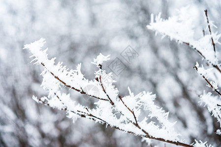 冬天的背景白霜覆盖的树枝图片