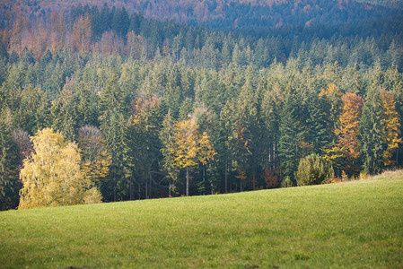 秋天的森林风景风景图片