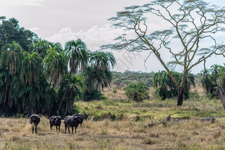 非洲塞伦盖蒂平原上的非洲水牛图片