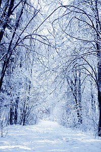 冬季公园森林背景图片