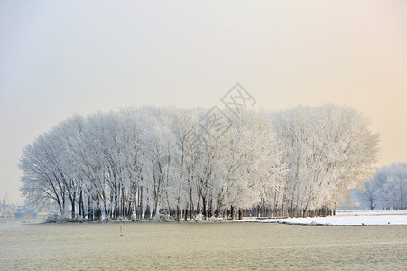 初升的太阳照亮的寒冷的冬天树背景图片