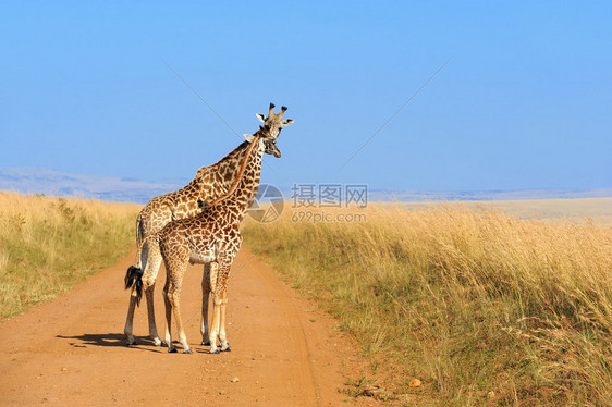 Giraffe肯尼亚国图片