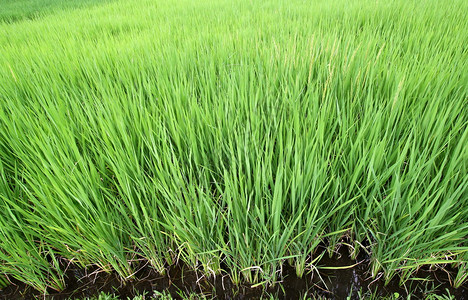 稻田的稻苗图片