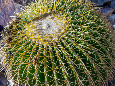 加利福尼亚州棕榈沙漠的金桶仙人掌景观图片