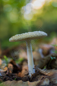 蘑菇在栗树森林中拍摄图片