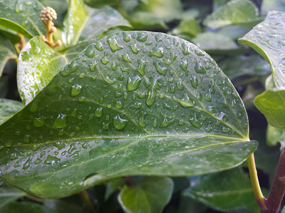 雨后有水滴的绿色常春藤叶背景图片