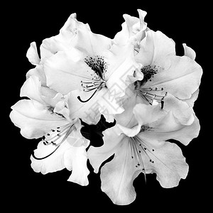 用黑色隔开的嫩白天竺葵花丛背景图片