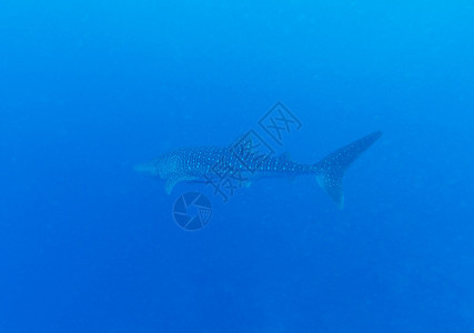 马尔代夫鲸鲨Rhincod图片