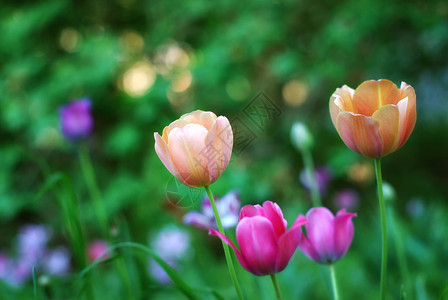 春天盛开的鲜艳郁金香小景深图片