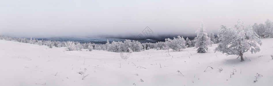 雪全景覆盖的树木图片