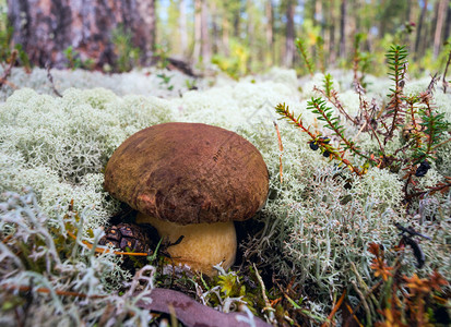 生长在苔藓中的白蘑菇牛肝菌图片