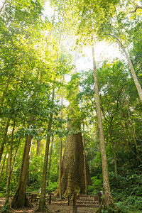泰国达克省达信国王家公园泰国森林中最大的梅萨瓦树图片