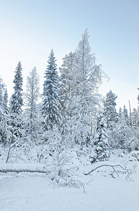 芬兰Ruka村冬季北极圈的雪覆盖了芬兰Ru图片