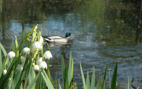 湖畔铃兰花与浮鸭图片