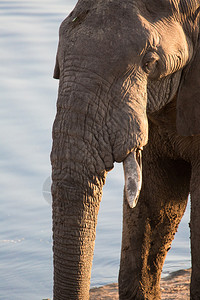 水坑附近的大象特写图片